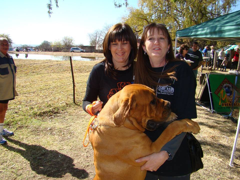 Mampoerfees 2014 - Boerboele 1 Mampoerfees 2014 - Boerboele 1