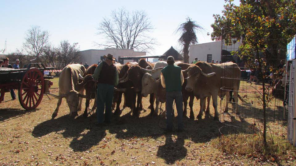 Mampoerfees 2014 - Dinokeng Lodges 2 Mampoerfees 2014 - Dinokeng Lodges 2